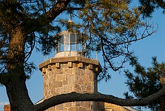 Stonington Lighthouse Tower Behind Pine Tree